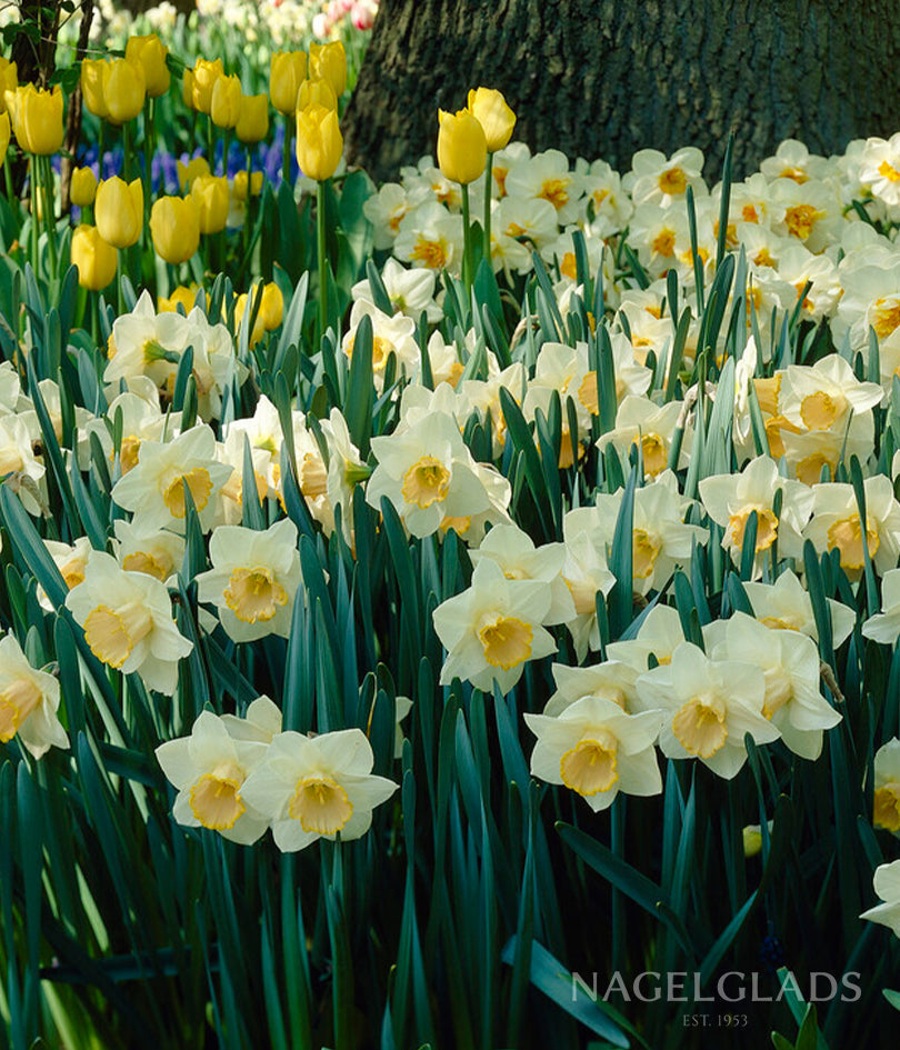 Salome Daffodil Flower Bulbs