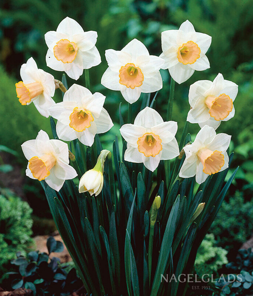 Salome Daffodil Flower Bulbs