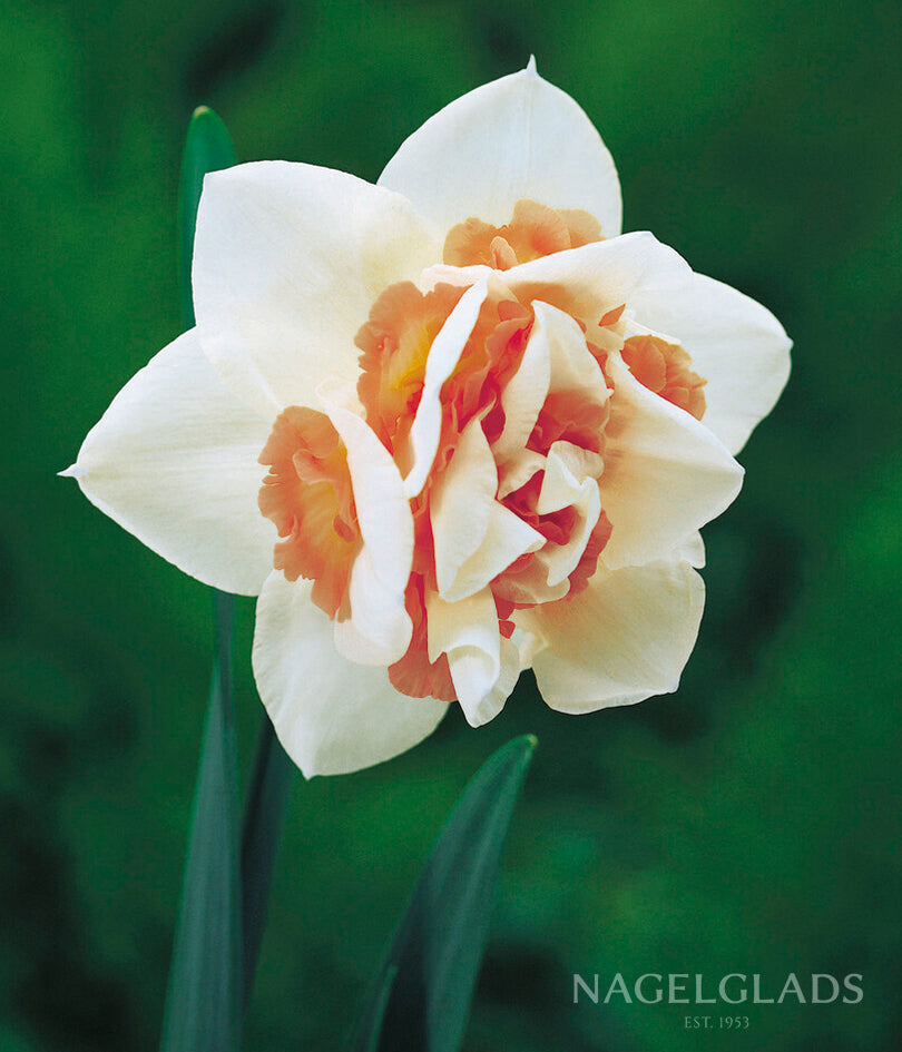 Replete Pink Daffodil Flower Bulbs