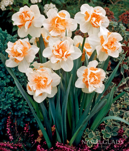 Replete Pink Daffodil Flower Bulbs