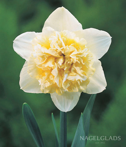 Ice King Daffodil Flower Bulbs
