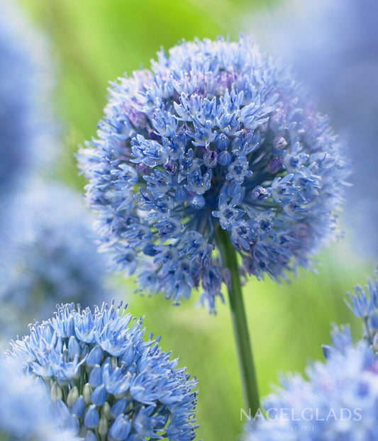 Azureum Allium Flower Bulbs