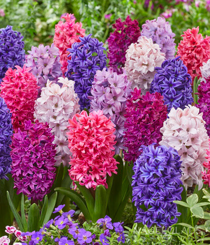 Mixed Hyacinth Flower Bulbs