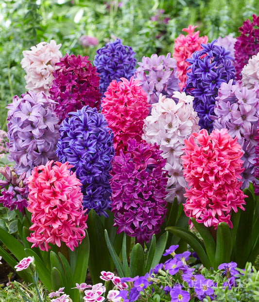 Mixed Hyacinth Flower Bulbs