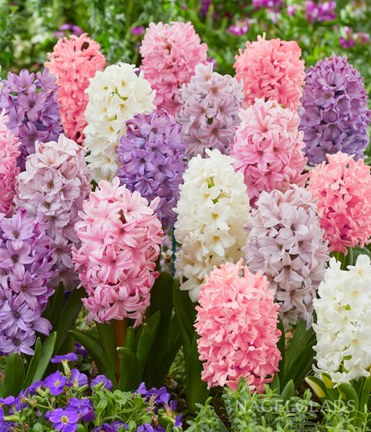 Mixed Pastel Hyacinth Flower Bulbs