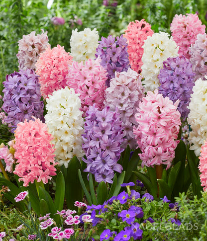 Mixed Pastel Hyacinth Flower Bulbs