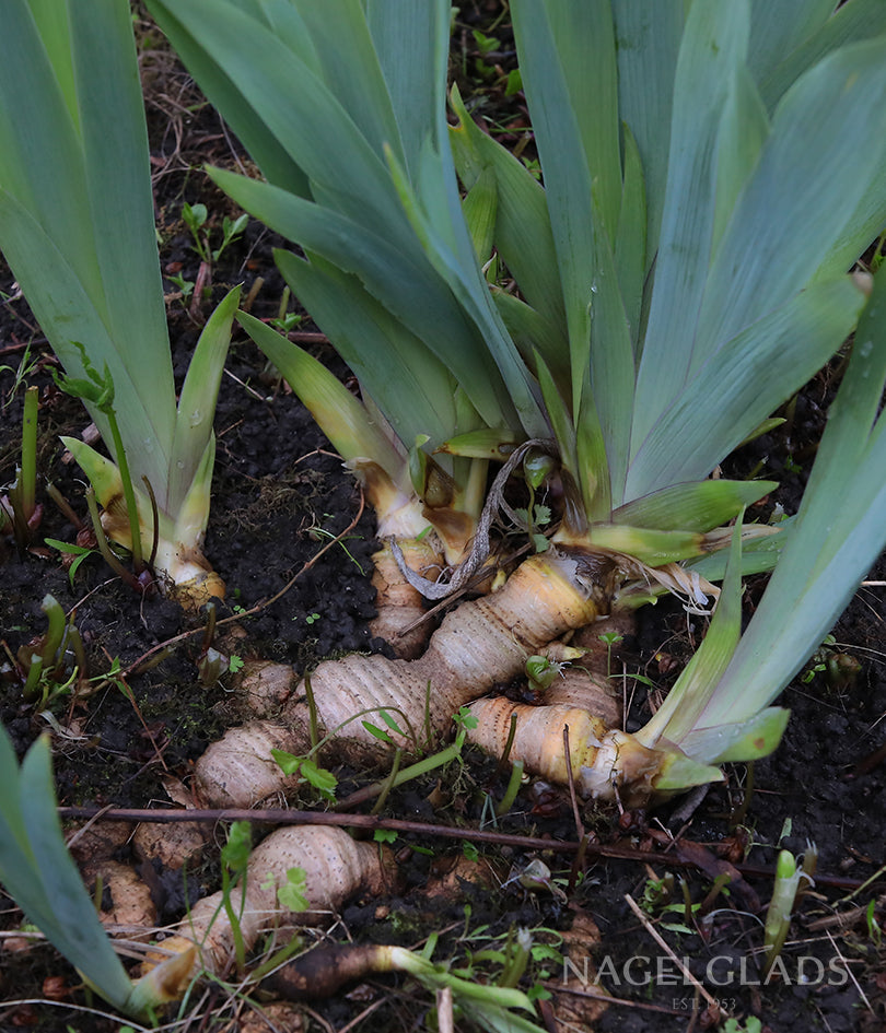 Mixed Bearded Iris Flower Bulbs
