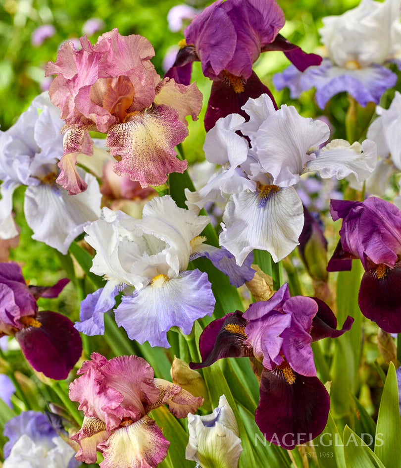 Mixed Bearded Iris Flower Bulbs