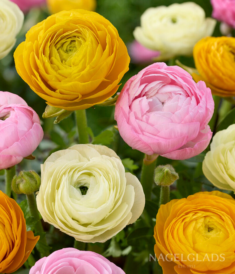 Pastel Ranunculus Flower Bulbs