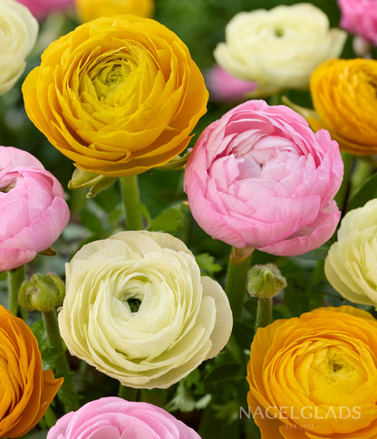 Pastel Ranunculus Flower Bulbs