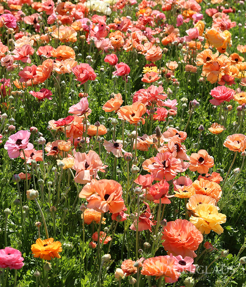 Pastel Ranunculus Flower Bulbs