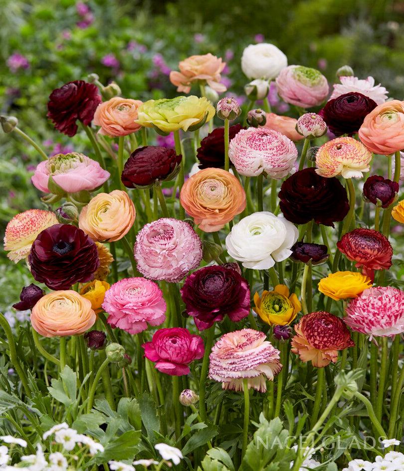 Rainbow Mixed Ranunculus Flower Bulbs