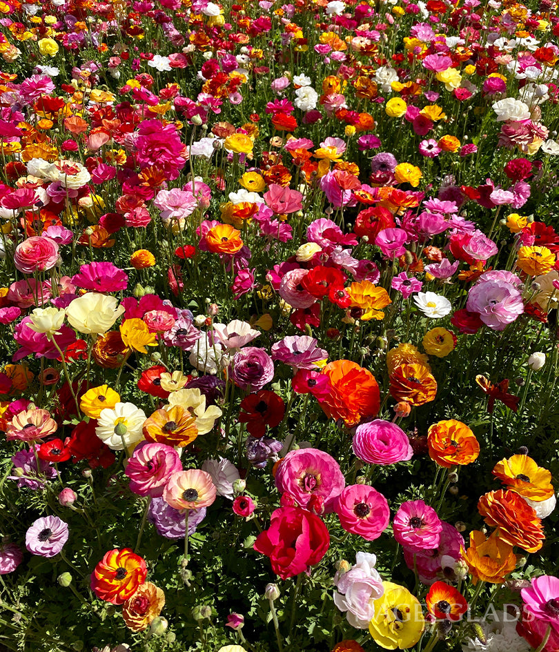Rainbow Mixed Ranunculus Flower Bulbs