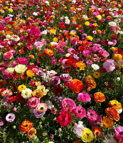 Rainbow Mixed Ranunculus Flower Bulbs