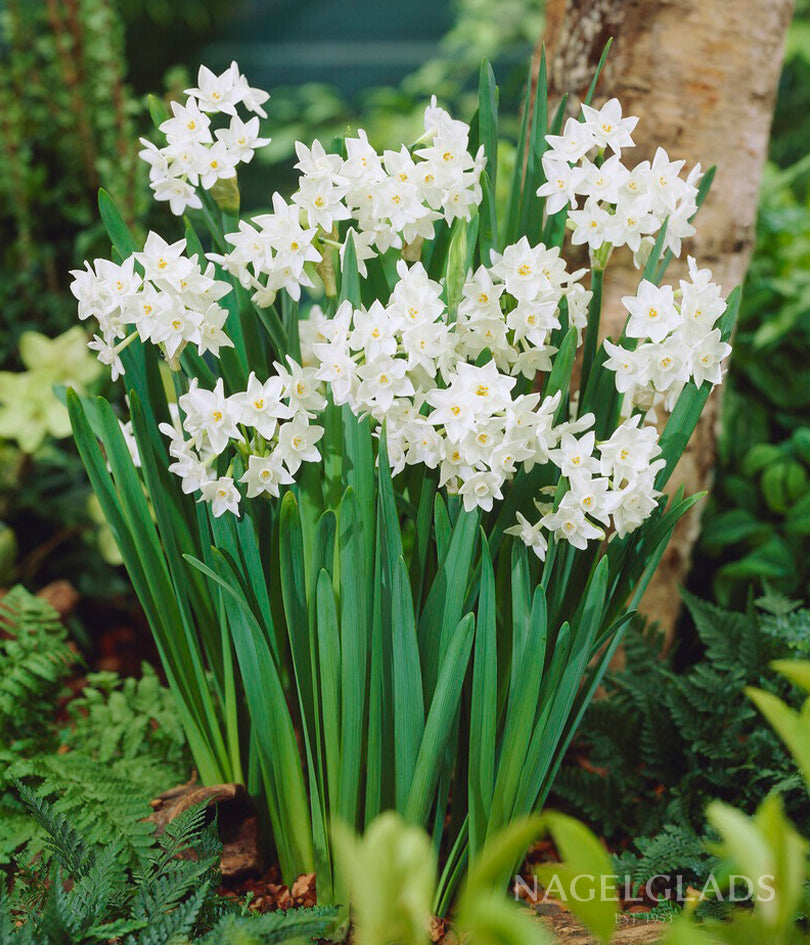 Ziva Paperwhite Flower Bulbs
