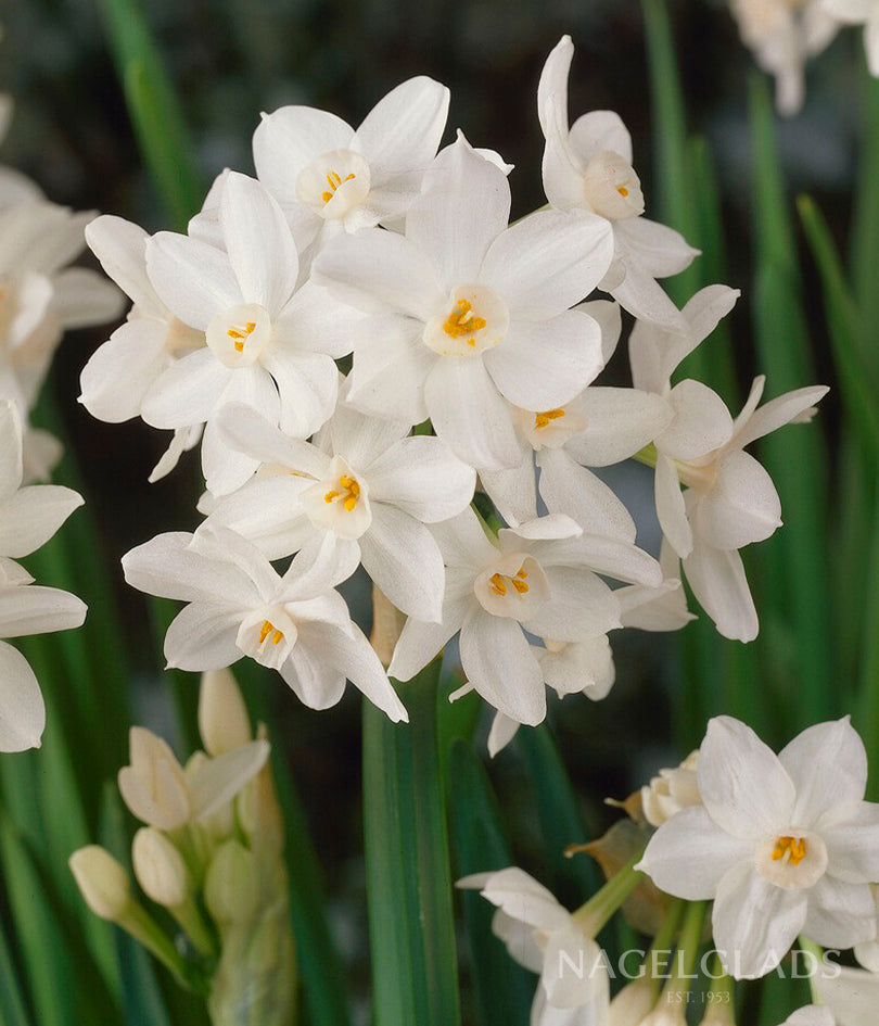 Ziva Paperwhite Flower Bulbs