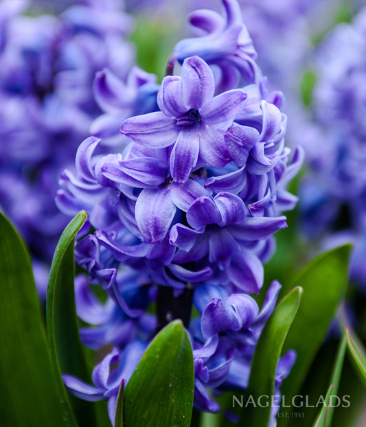 Blue Hyacinth Flower Bulbs
