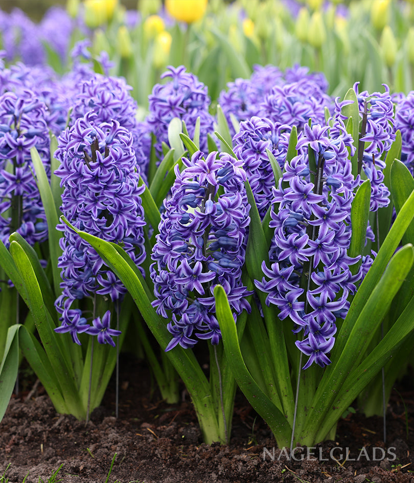 Blue Hyacinth Flower Bulbs