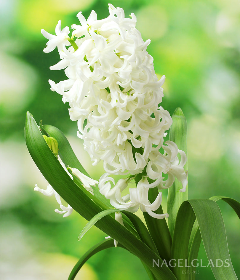 White Hyacinth Flower Bulbs
