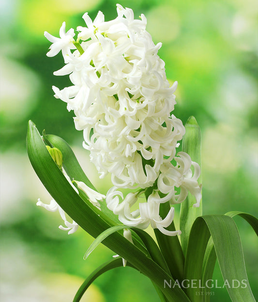 White Hyacinth Flower Bulbs