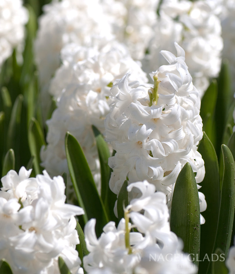 White Hyacinth Flower Bulbs