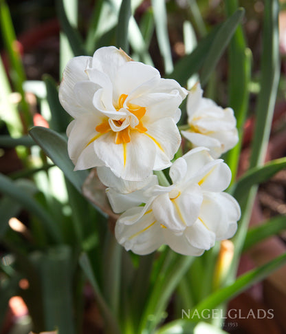Sir Winston Churchill Daffodil Flower Bulbs