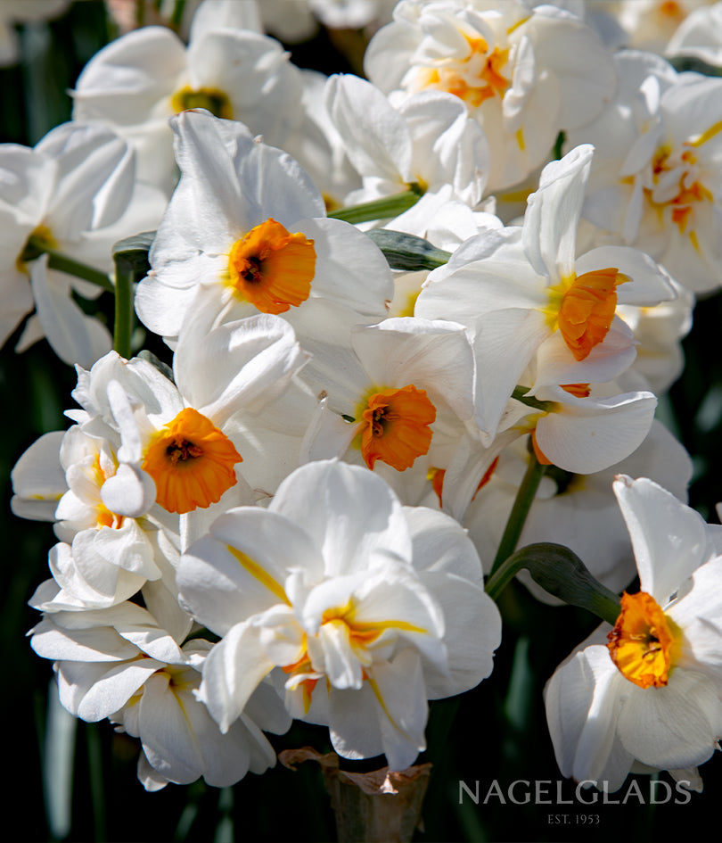 Sir Winston Churchill Daffodil Flower Bulbs