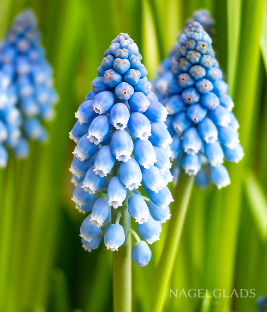 Blue Magic Muscari Flower Bulbs