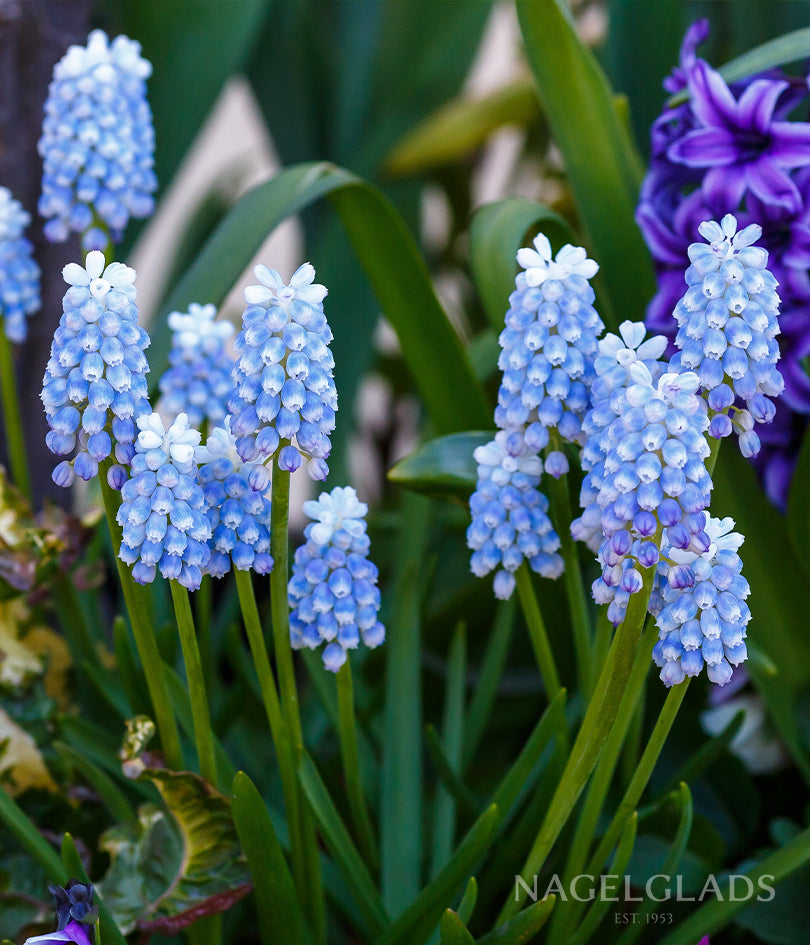 Blue Magic Muscari Flower Bulbs