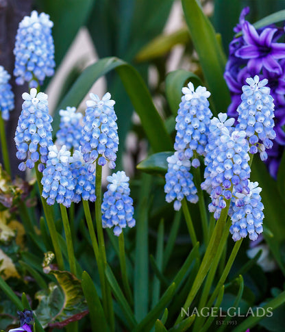 Blue Magic Muscari Flower Bulbs
