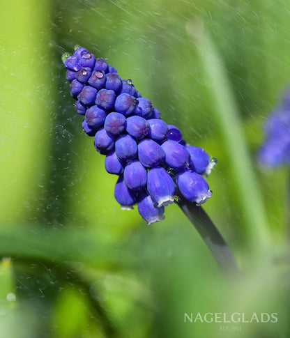 Armeniacum Muscari Flower Bulbs