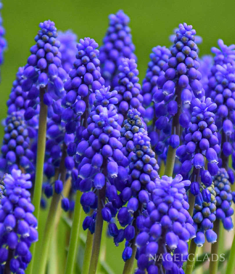 Armeniacum Muscari Flower Bulbs