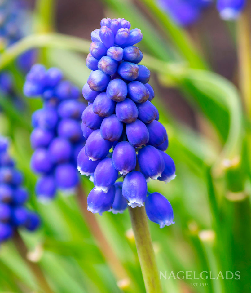 Big Smile Muscari Flower Bulbs