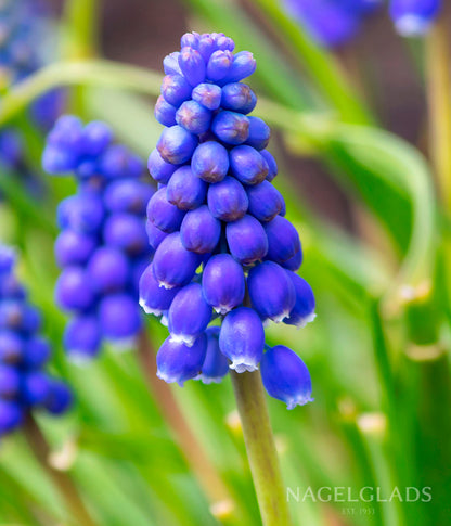 Big Smile Muscari Flower Bulbs
