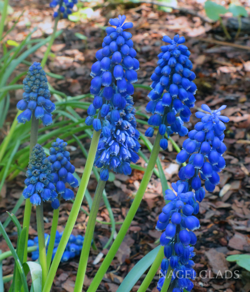 Big Smile Muscari Flower Bulbs
