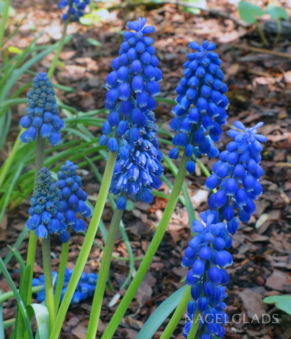 Big Smile Muscari Flower Bulbs