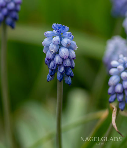 Valerie Finnis Muscari Flower Bulbs