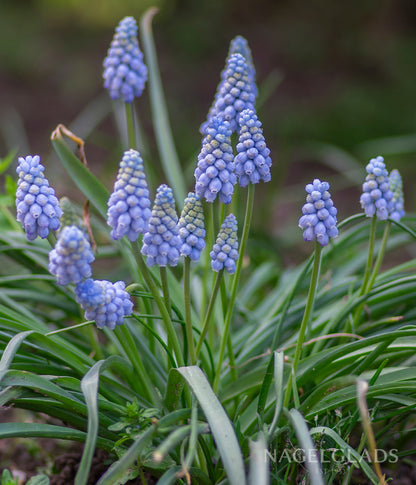 Valerie Finnis Muscari Flower Bulbs