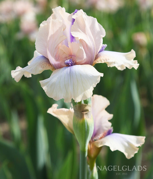 Concertina Bearded Iris Flower Bulbs