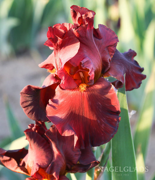 Bernice's Legacy Bearded Iris Flower Bulbs