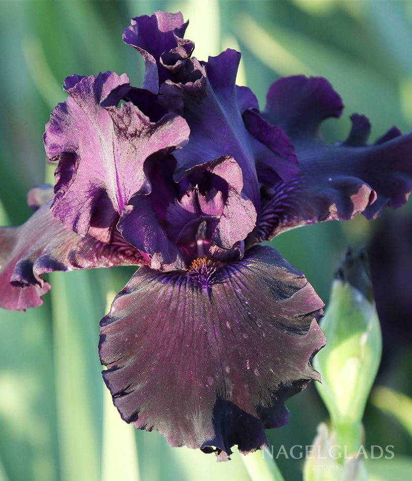 Ozark Rebounder Bearded Iris Flower Bulbs