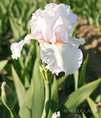 Immortality Bearded Iris Flower Bulbs