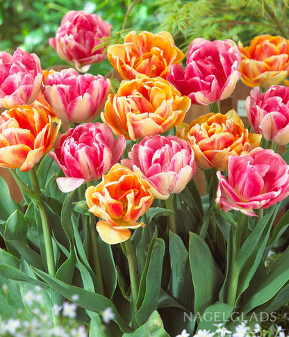 Foxtrot Double Tulip Mix Flower Bulbs
