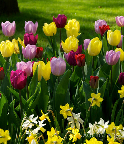 Prince Tulip Mix Flower Bulbs
