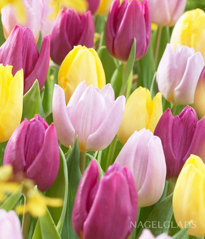 Prince Tulip Mix Flower Bulbs
