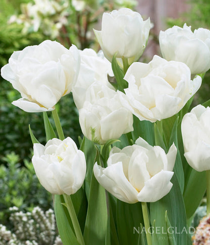 Mondial Double Tulip Flower Bulbs