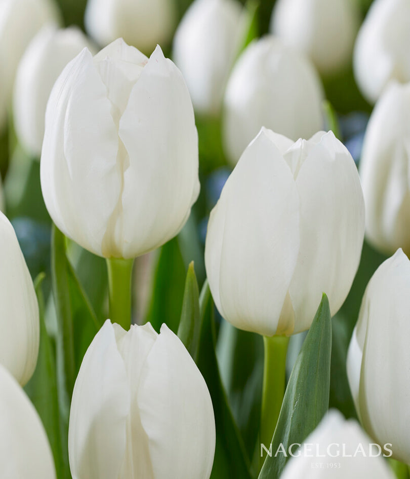 Royal Virgin Triumph Tulip Flower Bulbs