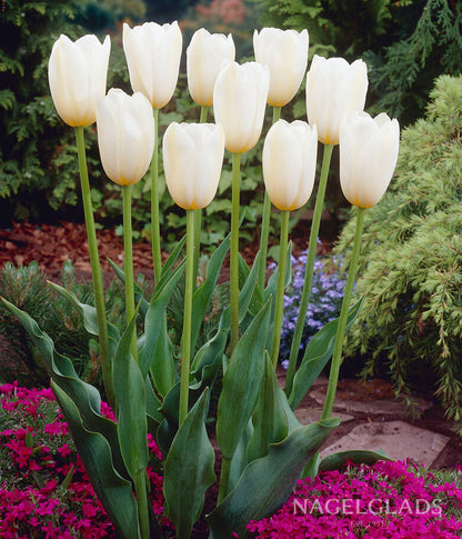 Catherina Single Late Tulip Flower Bulbs