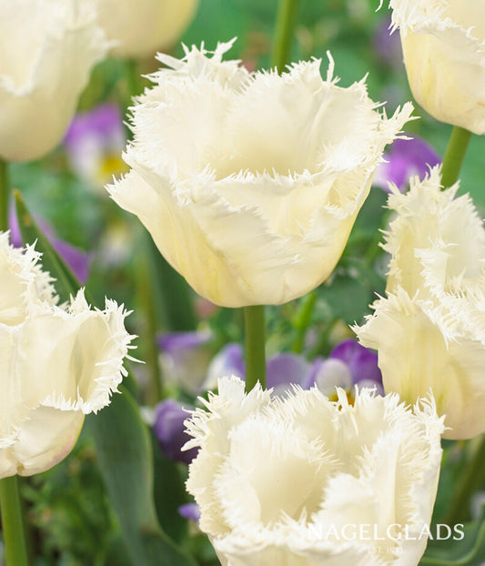 Honeymoon Fringed Tulip Flower Bulbs
