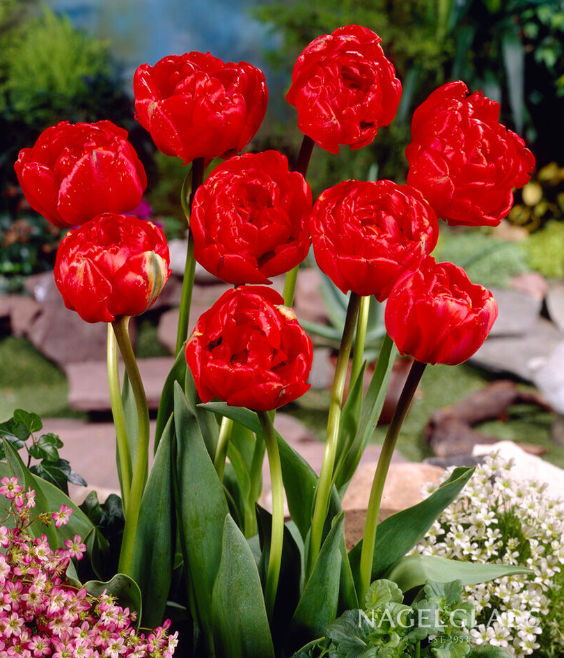 Miranda Double Tulip Flower Bulbs